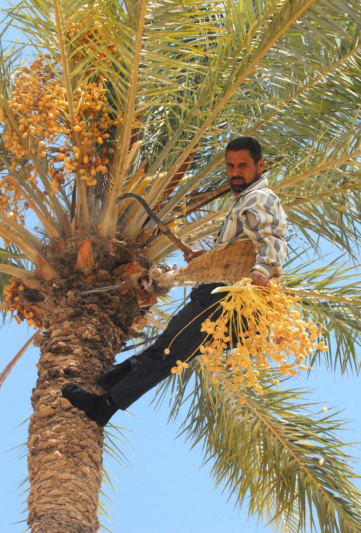 An Iraqi farmer harvesting golden dates from a palm in date country