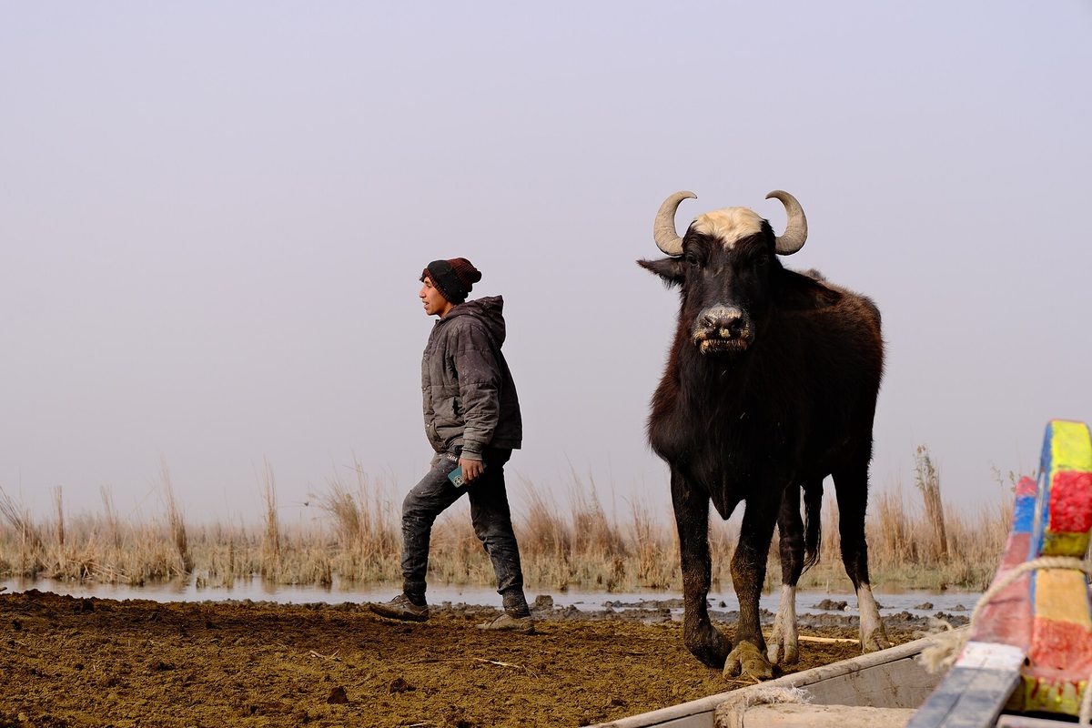 A young herder and a water buffalo on a bank in the Chibayish marshes of southern Iraq