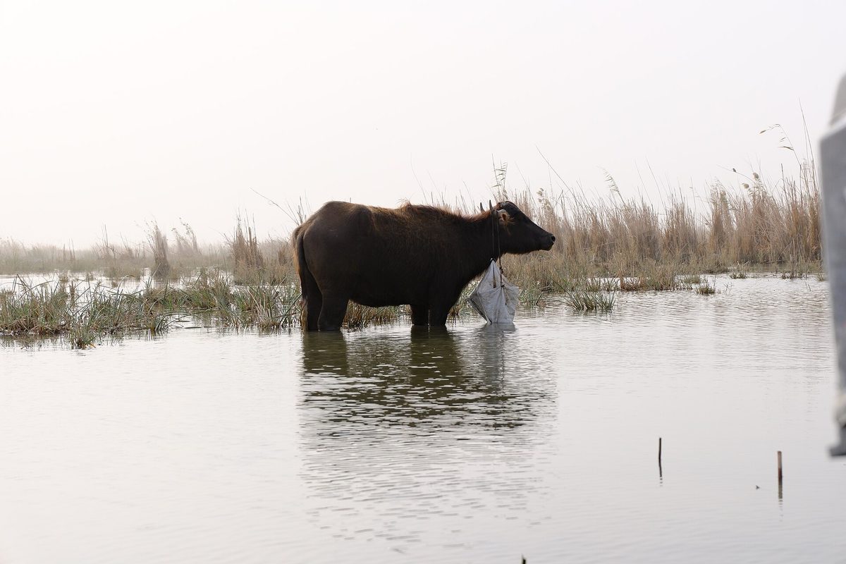 A water buffalo wading among the reeds of the Mesopotamian Marshes near Chibayish