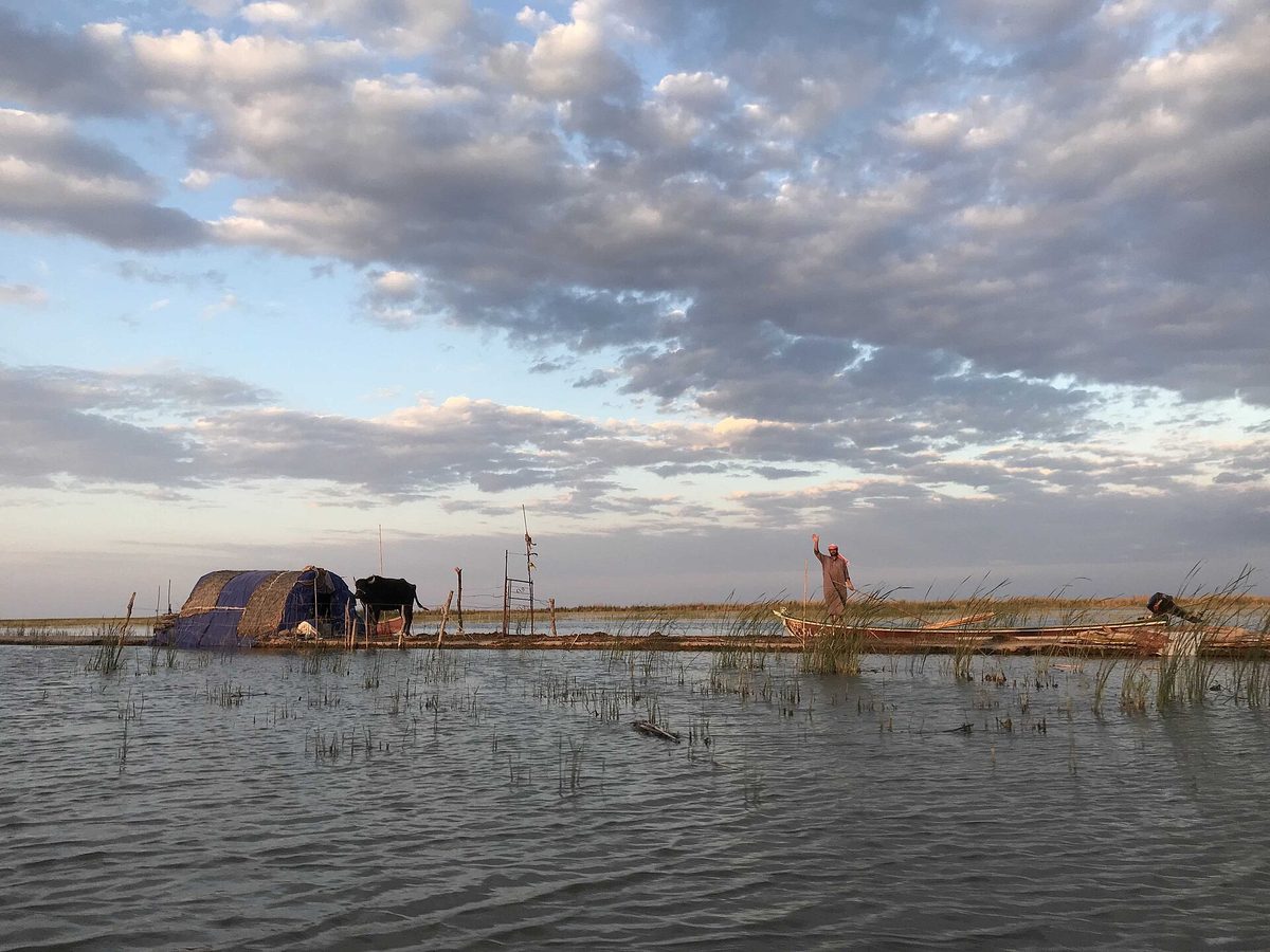A reed house, water buffalo and a boatman in the Mesopotamian Marshes of southern Iraq