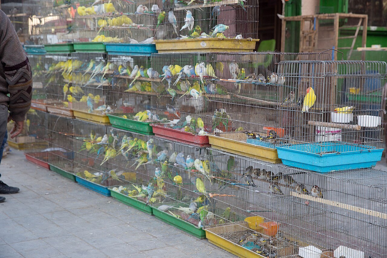 Cages of budgerigars and finches stacked along a pavement at Souk al-Ghazl, Baghdad's Friday animal market