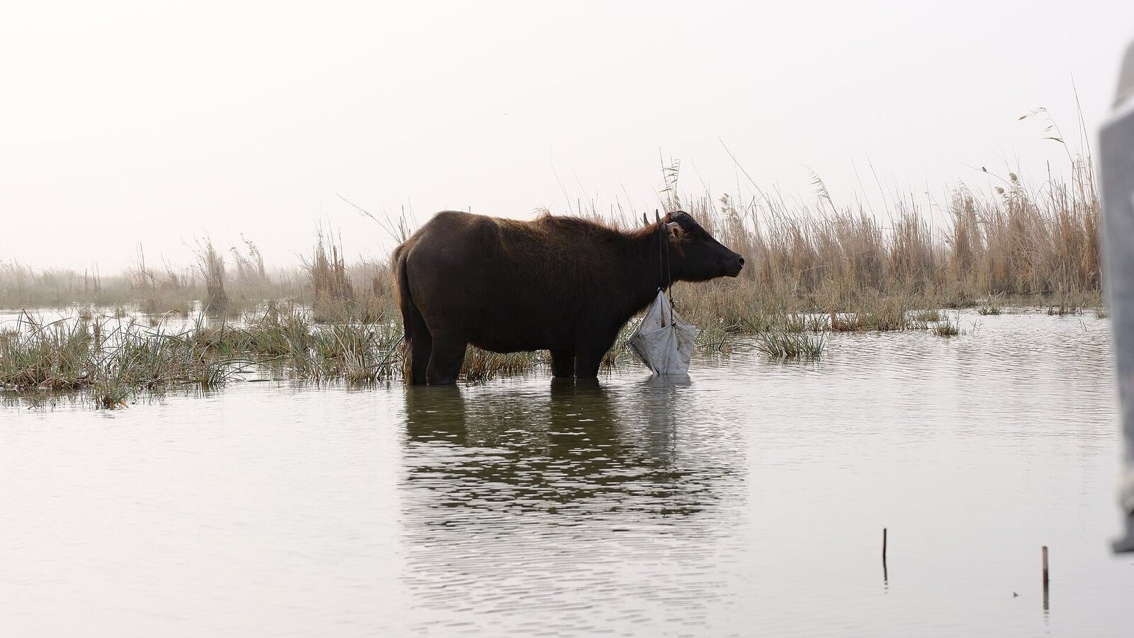 A water buffalo standing in shallow marsh water among reeds at Chibayish in southern Iraq