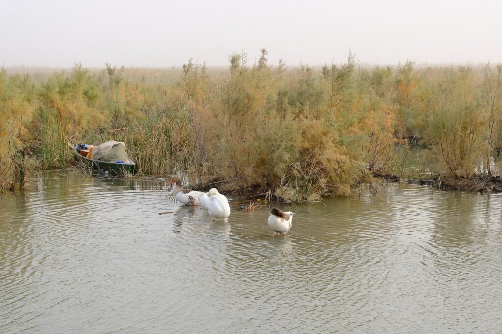 Geese swimming below a bank of reeds and a moored canoe in the Chibayish marshes