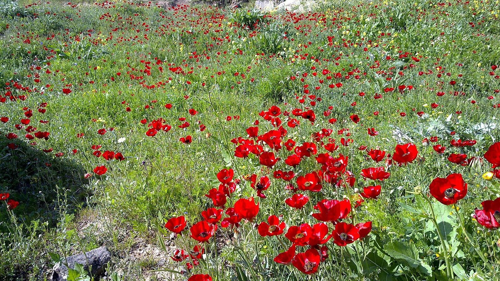 Red poppies in a green spring meadow in the hills of the Kurdistan Region of Iraq