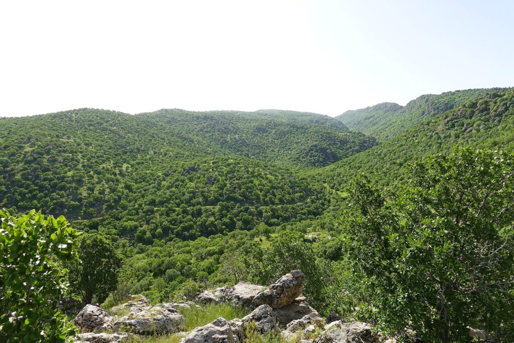 Wooded slopes of Safeen mountain above Shaqlawa in spring